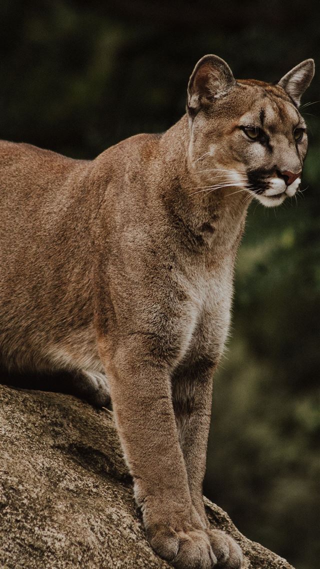 1284x2778 puma animal - puma animal iPhone Wallpaper