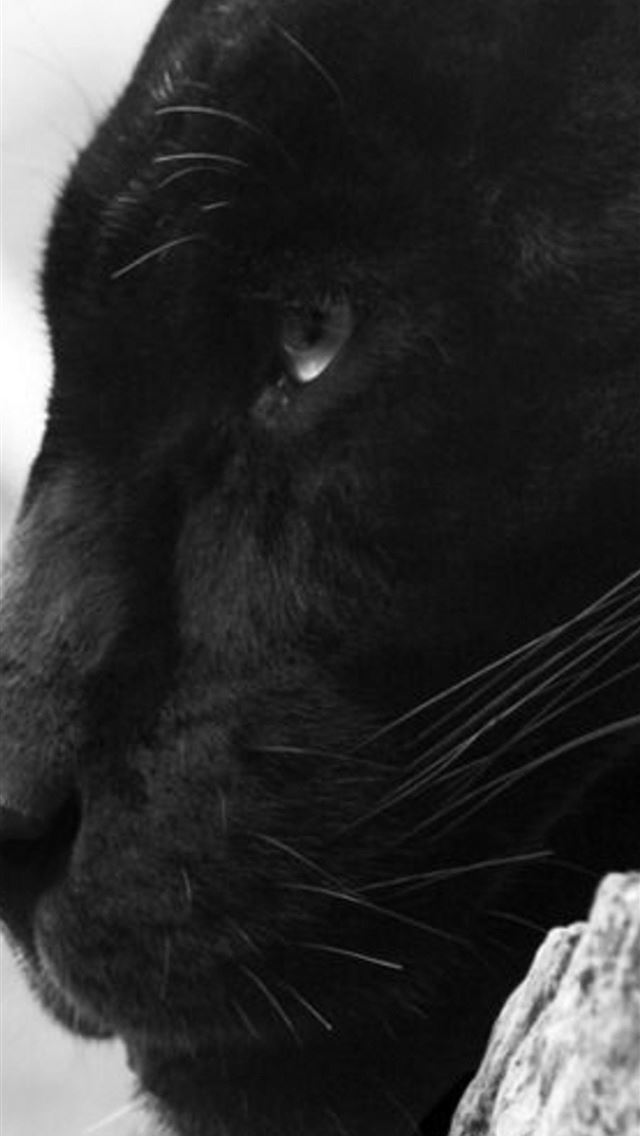 1284x2778 puma animal - puma animal iPhone Wallpaper
