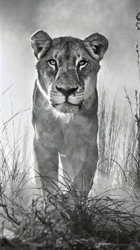 puma animal wallpaper