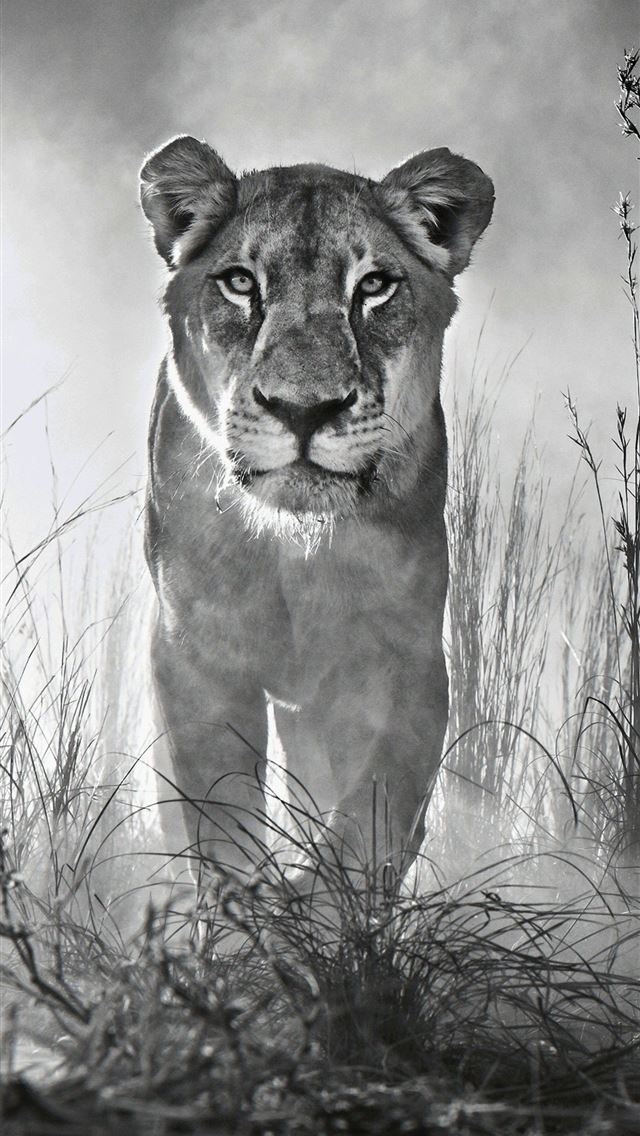 1284x2778 puma animal - puma animal iPhone Wallpaper
