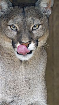 puma animal wallpaper