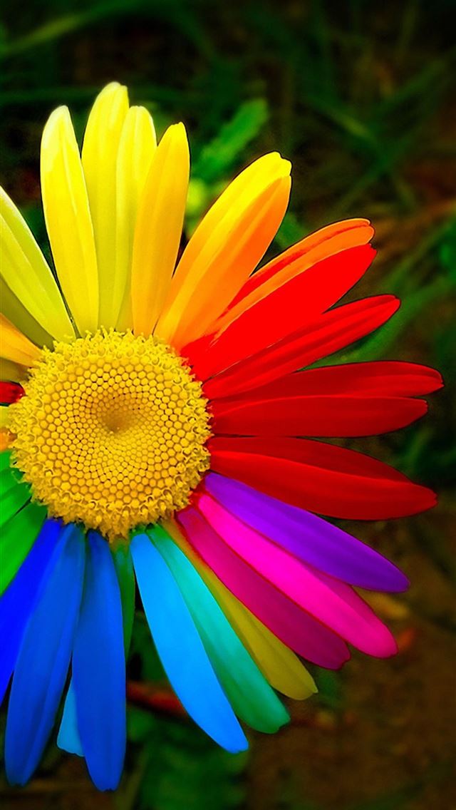 1284x2778 american beauty - american beauty iPhone Wallpaper
