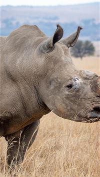 rhinoceros wallpaper