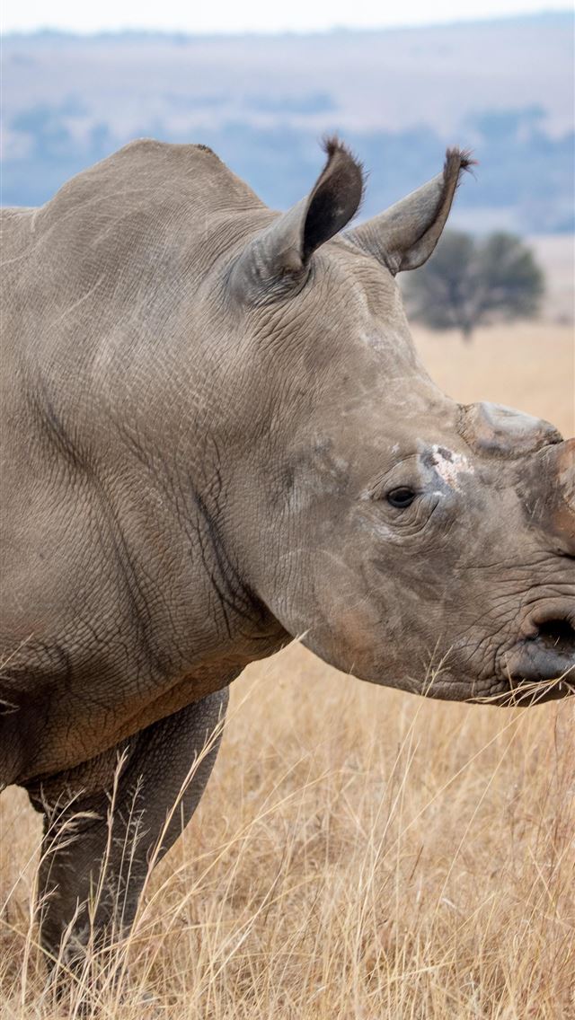 1284x2778 rhinoceros - rhinoceros iPhone Wallpaper