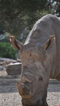 rhinoceros wallpaper