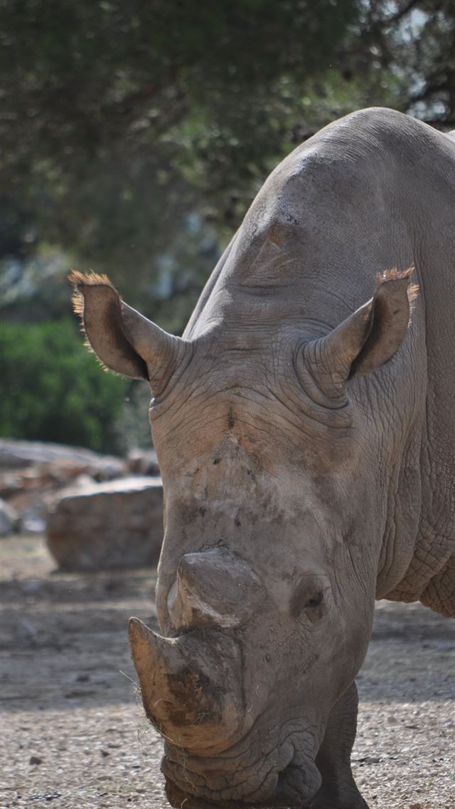 1284x2778 rhinoceros - rhinoceros iPhone Wallpaper