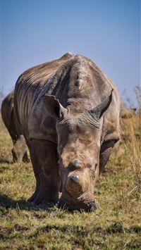 rhinoceros wallpaper