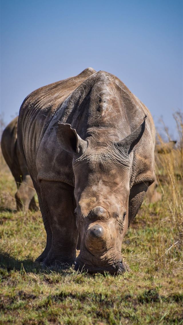 1284x2778 rhinoceros - rhinoceros iPhone Wallpaper
