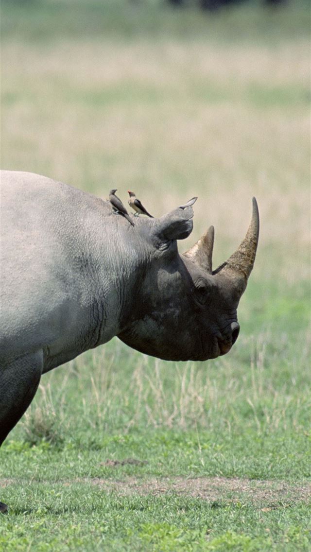 1284x2778 rhinoceros - rhinoceros iPhone Wallpaper