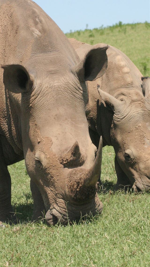 1284x2778 rhinoceros - rhinoceros iPhone Wallpaper