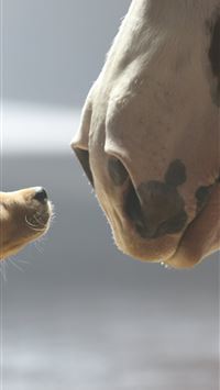 anheuser busch wallpaper