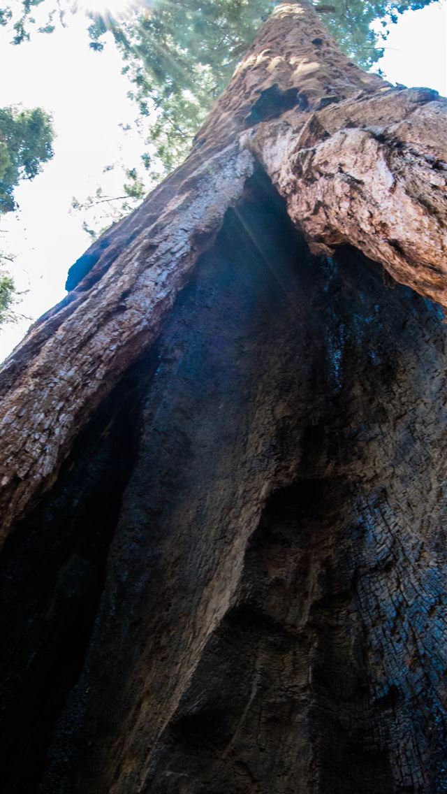 1284x2778 kings canyon national park - kings canyon national park iPhone Wallpaper