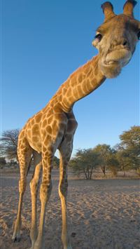 kings canyon national park wallpaper