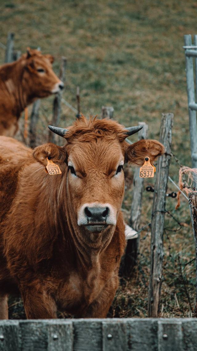 1284x2778 cow - cow iPhone Wallpaper