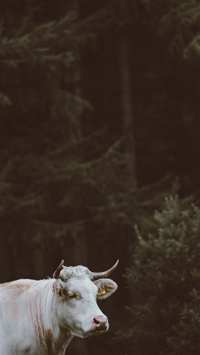 1284x2778 cow - cow iPhone Wallpaper