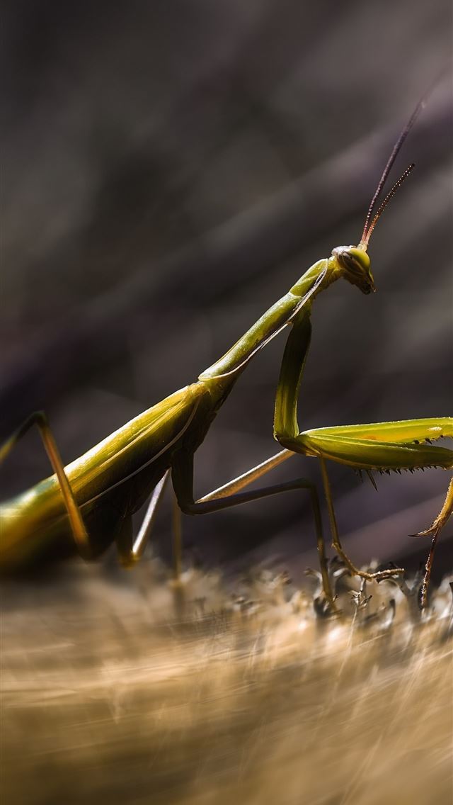 1284x2778 mantis - mantis iPhone Wallpaper