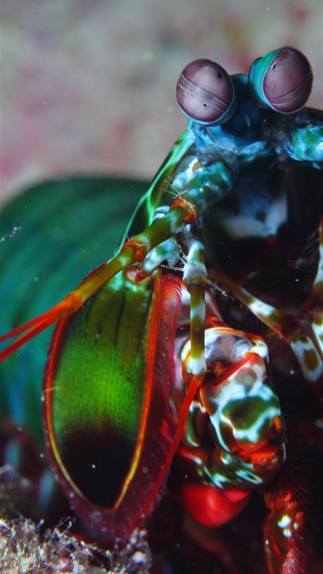 1284x2778 mantis - mantis iPhone Wallpaper