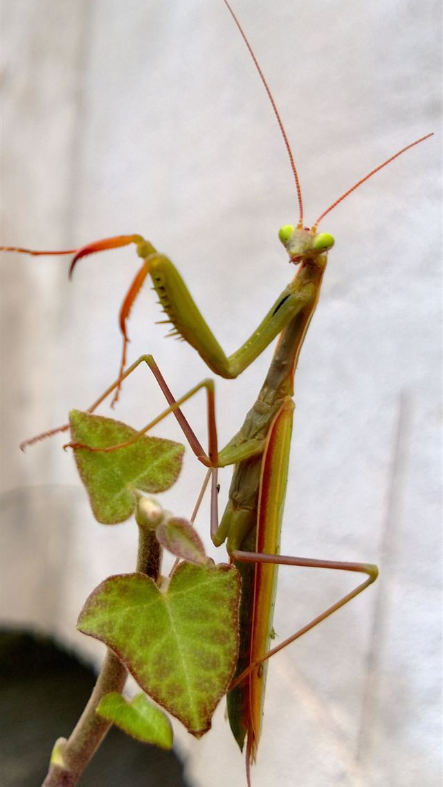 1284x2778 mantis - mantis iPhone Wallpaper