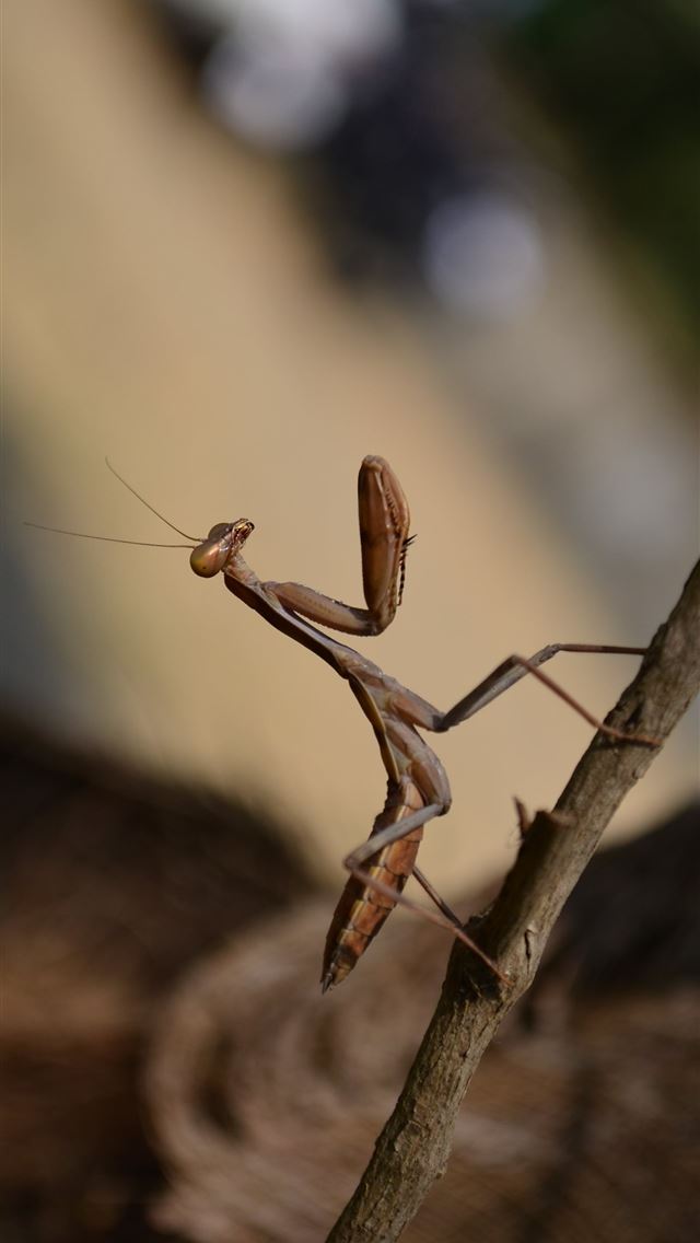 1284x2778 mantis - mantis iPhone Wallpaper