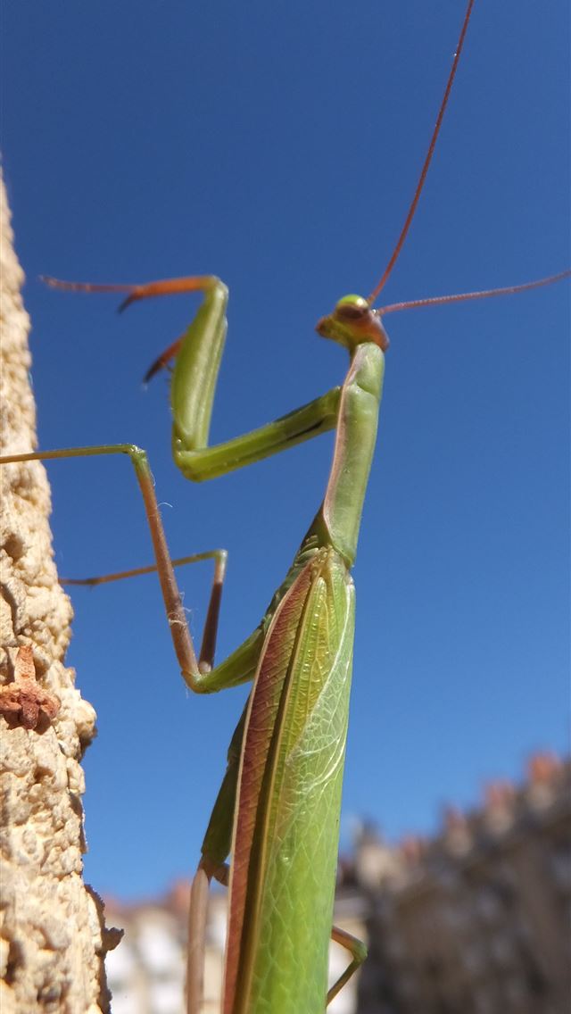 1284x2778 mantis - mantis iPhone Wallpaper