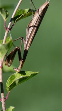 mantis wallpaper
