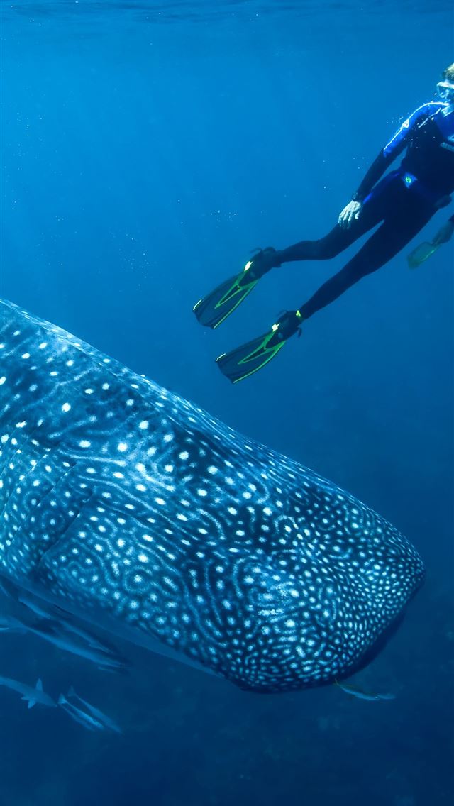 1284x2778 diving - diving iPhone Wallpaper