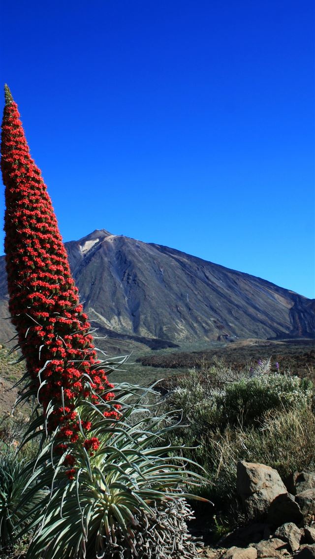 1284x2778 hawaii volcanoes national park - hawaii volcanoes national park iPhone Wallpaper