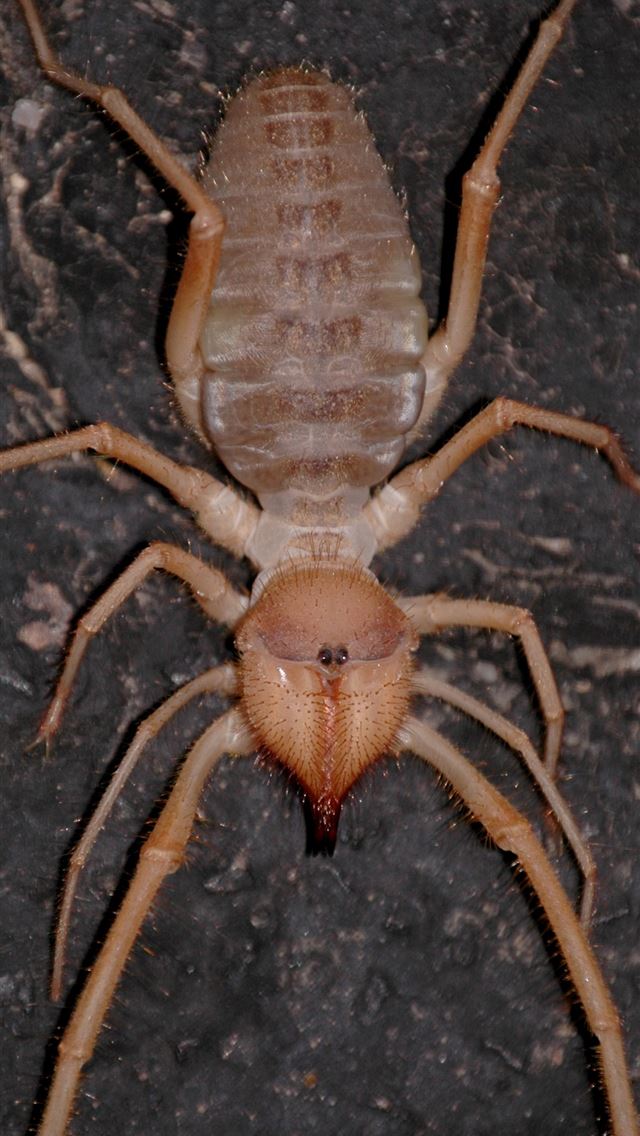 1284x2778 scorpion arachnids - scorpion arachnids iPhone Wallpaper