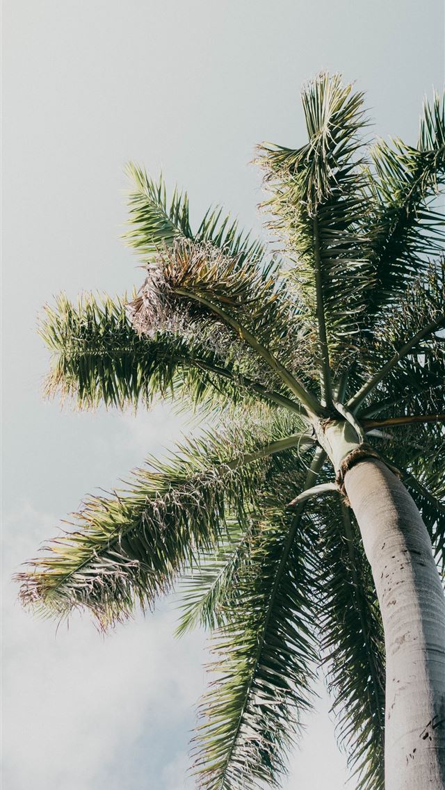 1284x2778 cancun - cancun iPhone Wallpaper