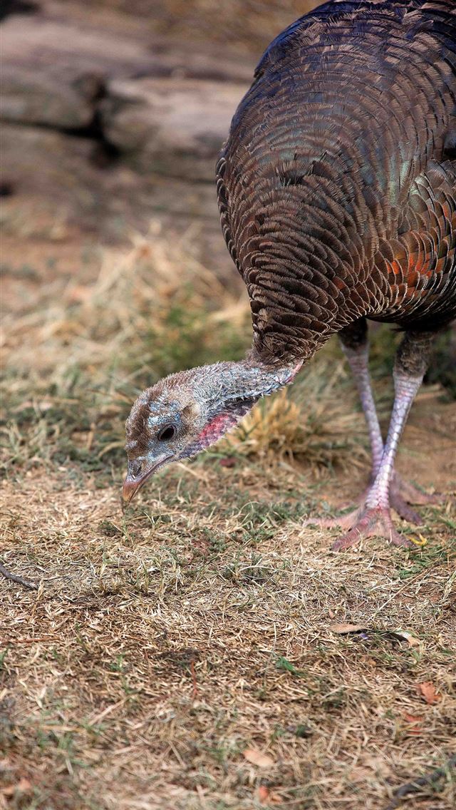 1284x2778 turkeys - turkeys iPhone Wallpaper