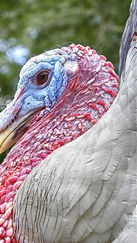 turkeys wallpaper