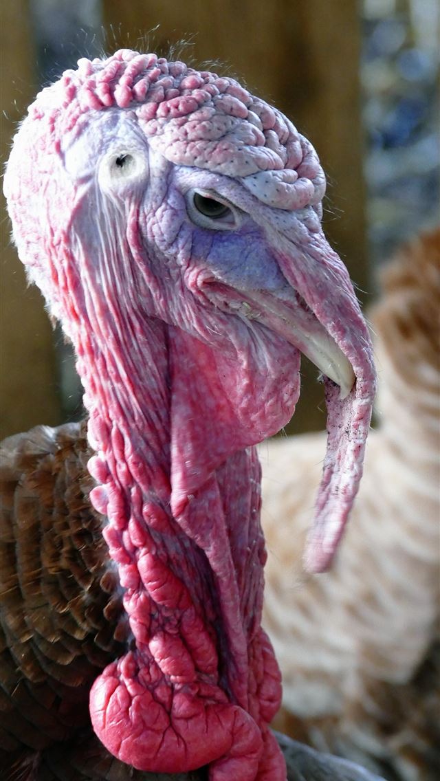 1284x2778 turkeys - turkeys iPhone Wallpaper