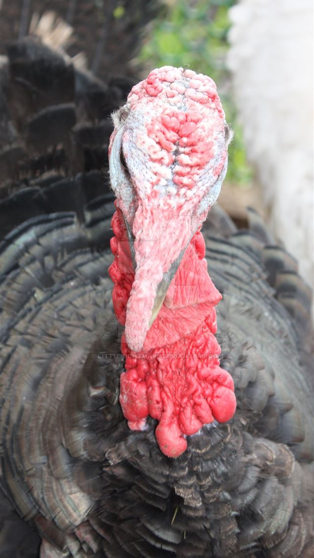 1284x2778 turkeys - turkeys iPhone Wallpaper