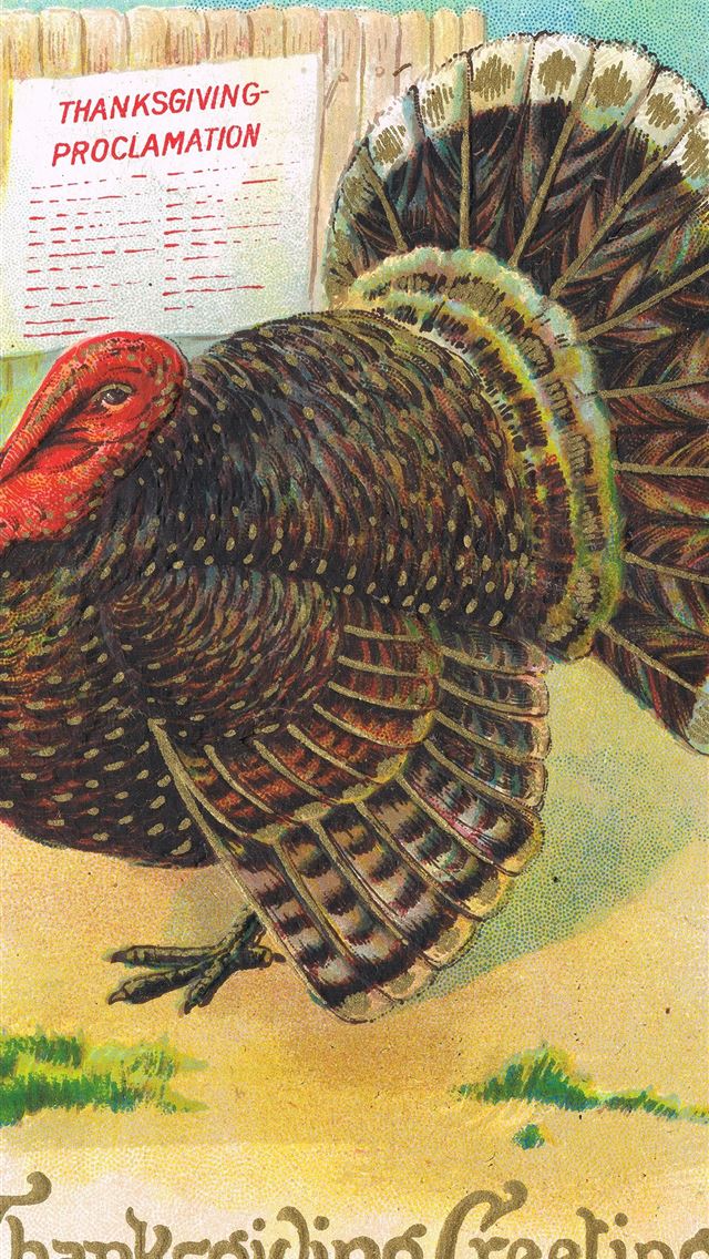 1284x2778 turkeys - turkeys iPhone Wallpaper
