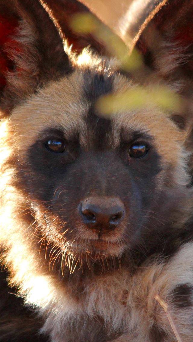 1284x2778 african wild dog - african wild dog iPhone Wallpaper