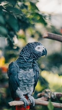 african wild dog wallpaper