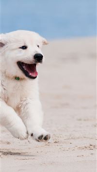 african wild dog wallpaper