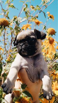 african wild dog wallpaper