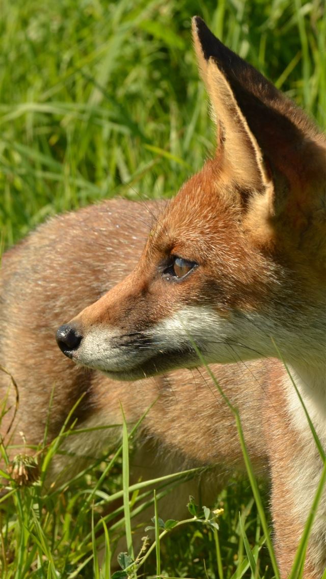 1284x2778 african wild dog - african wild dog iPhone Wallpaper