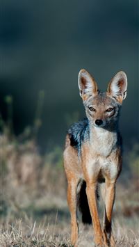 african wild dog wallpaper
