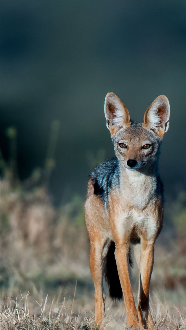1284x2778 african wild dog - african wild dog iPhone Wallpaper