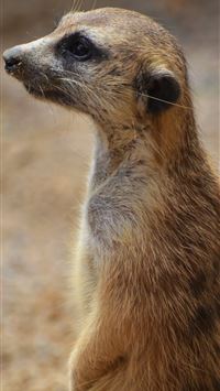 african wild dog wallpaper