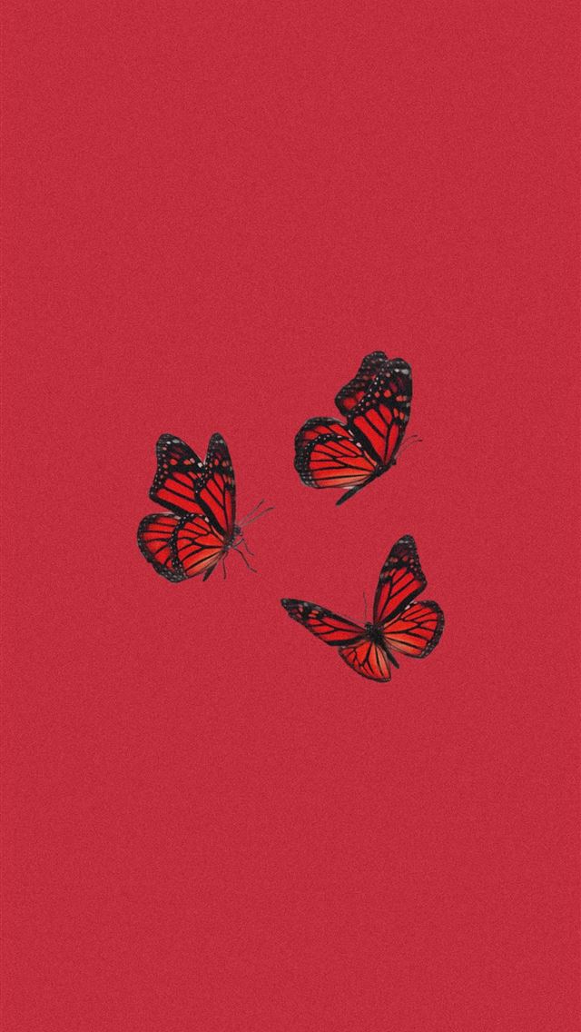1284x2778 salsa - salsa iPhone Wallpaper