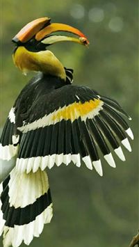 rhinoceros hornbill wallpaper