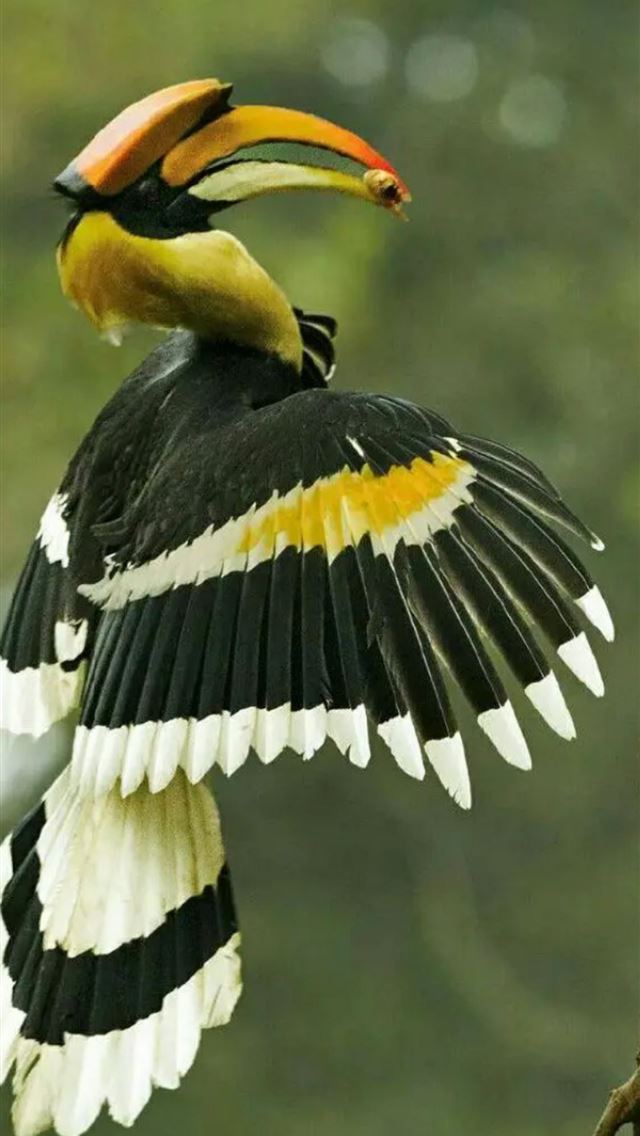 1125x2436 rhinoceros hornbill - rhinoceros hornbill iPhone Wallpaper