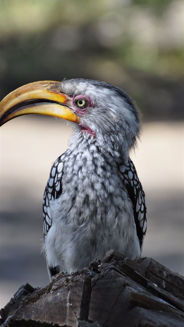 1284x2778 rhinoceros hornbill - rhinoceros hornbill iPhone Wallpaper
