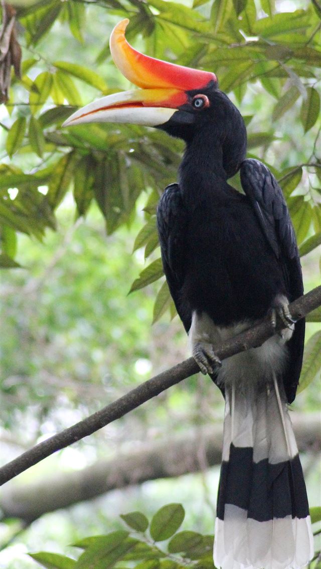 1284x2778 rhinoceros hornbill - rhinoceros hornbill iPhone Wallpaper