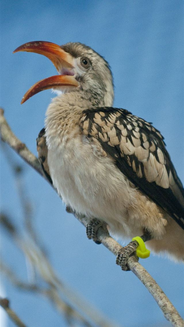 1284x2778 rhinoceros hornbill - rhinoceros hornbill iPhone Wallpaper