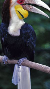 rhinoceros hornbill wallpaper