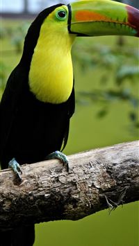 rhinoceros hornbill wallpaper